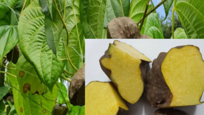 놓치면 후회! 열매마 효능 솔직 후기 & 할인 정보 꿀팁🍯